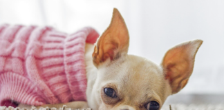 【人気犬服2021】かわいい&おしゃれな犬服ブランド 犬服,可愛い,人気