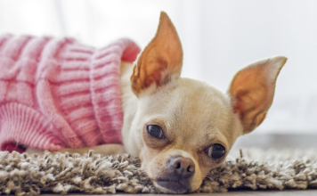 【人気犬服2021】かわいい&おしゃれな犬服ブランド 犬服,可愛い,人気