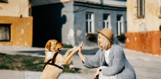 【2022最新】犬同伴可!人気カフェ・レストラン 犬同伴可,カフェ,レストラン