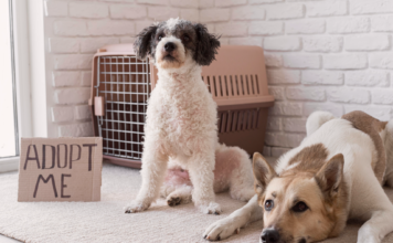 保護犬は慣れない?里親の4大不安に迫る