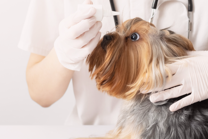 犬の目も乾燥する!ドライアイ?乾性角結膜炎?