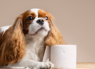 もう漏れない!愛する老犬、オムツお漏らし対策 老犬,お漏らし,対策