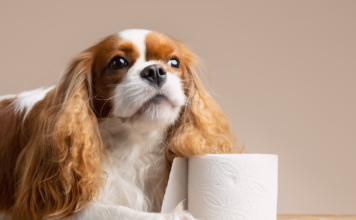 もう漏れない!愛する老犬、オムツお漏らし対策 老犬,お漏らし,対策