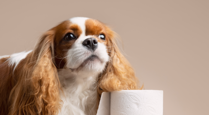 もう漏れない!愛する老犬、オムツお漏らし対策 老犬,お漏らし,対策