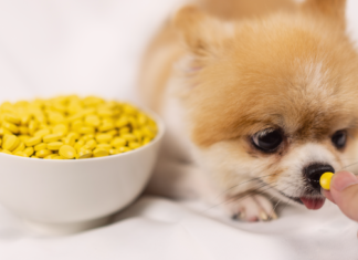 救世主!犬のお薬を飲ませるおやつ! 犬,薬,飲ませ方