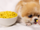 救世主!犬のお薬を飲ませるおやつ! 犬,薬,飲ませ方