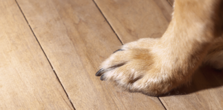 老犬が滑らない床とは? 安全なお部屋のポイント 老犬,床,滑る