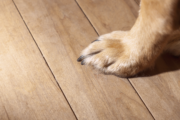 老犬が滑らない床とは? 安全なお部屋のポイント 老犬,床,滑る