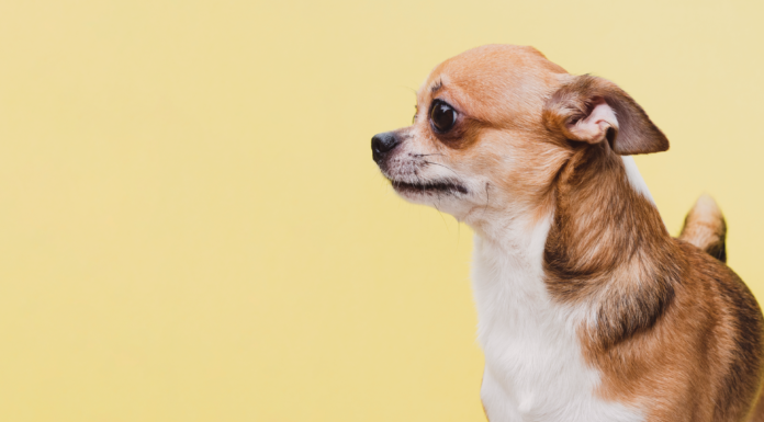 分離不安症?実際の症状と治し方 分離不安症,症状