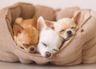 チワワに魅せられて♡ チワワ,犬種,