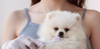 犬の歯周病ってどうなるの?