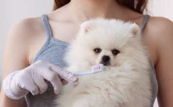 犬の歯周病ってどうなるの?