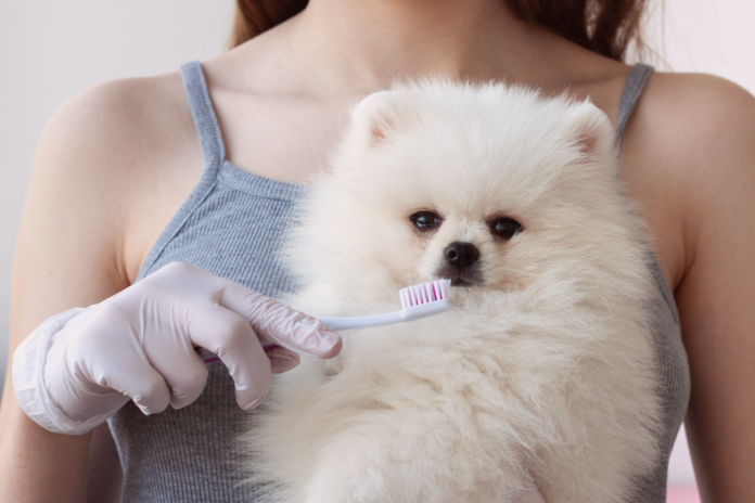 犬の歯周病ってどうなるの?