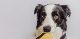 我が子と考える、犬の『値段』。 犬,値段,価格,