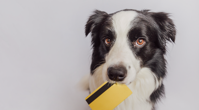 我が子と考える、犬の『値段』。 犬,値段,価格,