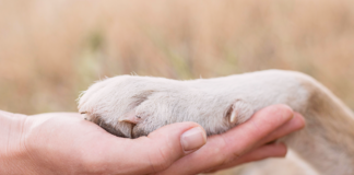野犬を迎えたら。