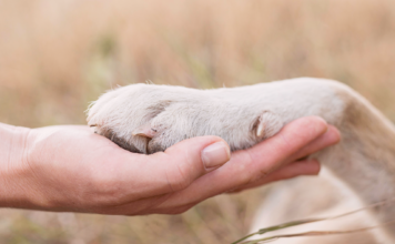 野犬を迎えたら。