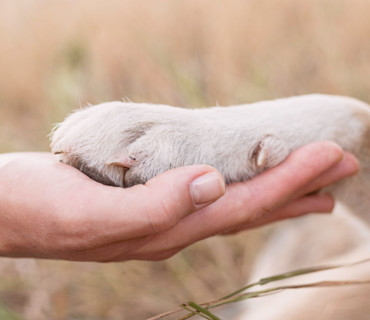 野犬を迎えたら。
