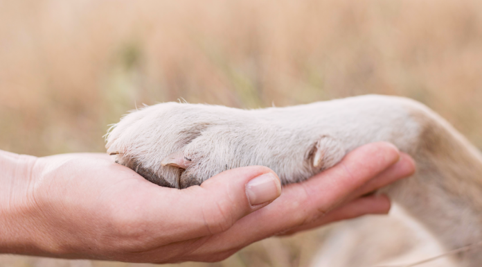 野犬を迎えたら。
