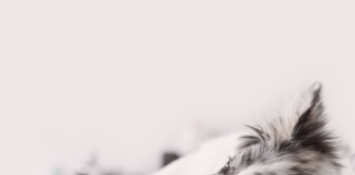 悩まなくていい。分離不安犬との生活 分離不安症,犬,