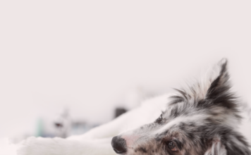 悩まなくていい。分離不安犬との生活 分離不安症,犬,