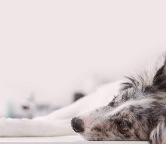 悩まなくていい。分離不安犬との生活 分離不安症,犬,