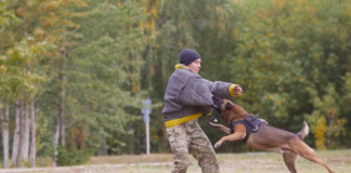 『特定危険犬種』ってどんな犬種? 特定危険犬種,犬
