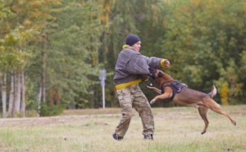 『特定危険犬種』ってどんな犬種? 特定危険犬種,犬