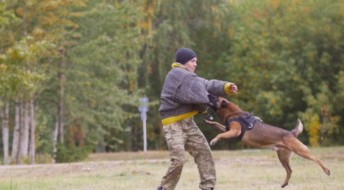 『特定危険犬種』ってどんな犬種? 特定危険犬種,犬