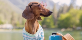 犬の帰巣本能〜嘘のような本当の話〜 犬,帰巣本能,迷子