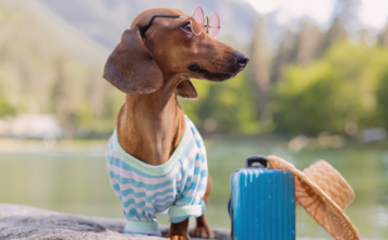 犬の帰巣本能〜嘘のような本当の話〜 犬,帰巣本能,迷子