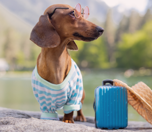 犬の帰巣本能〜嘘のような本当の話〜 犬,帰巣本能,迷子