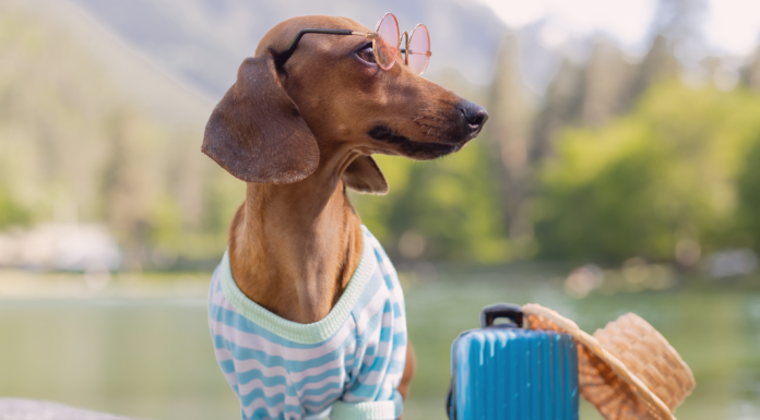 犬の帰巣本能〜嘘のような本当の話〜 犬,帰巣本能,迷子