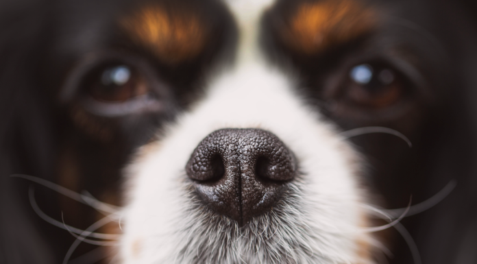 感覚と犬 犬,感覚,嗅覚