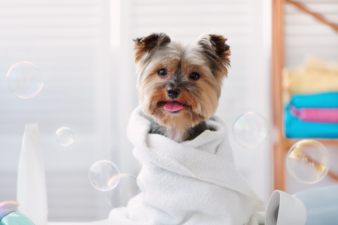 被毛基礎知識とお手入れ用品 犬,被毛,お手入れ,