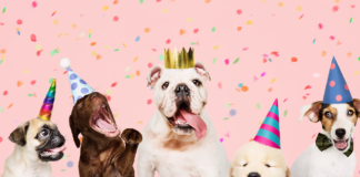 最大の祭典!うちの子バースデー! 犬,誕生日