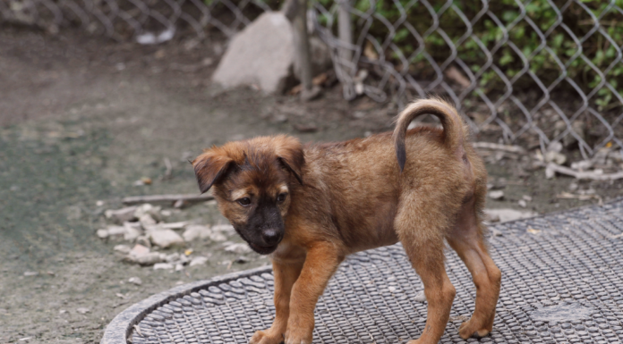 野犬が怖いもの。 野犬,怖いもの,慣れない