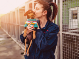 ふるさと納税で動物愛護活動に協力しよう! 犬まとめ,ふるさと納税,動物愛護