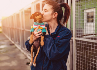 ふるさと納税で動物愛護活動に協力しよう! 犬まとめ,ふるさと納税,動物愛護