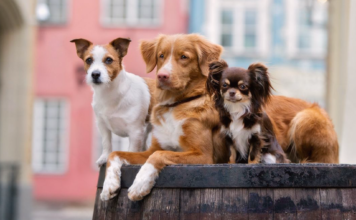 そんなに違うの?!大型犬と小型犬の違い 犬まとめ,大型犬,小型犬