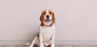 おしっこトラブルを予防するには? 犬まとめ,泌尿器系,病気,予防