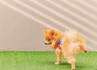 意外に多い?犬のオシッコトラブル 犬まとめ,犬,おしっこ