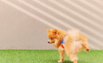 意外に多い?犬のオシッコトラブル 犬まとめ,犬,おしっこ