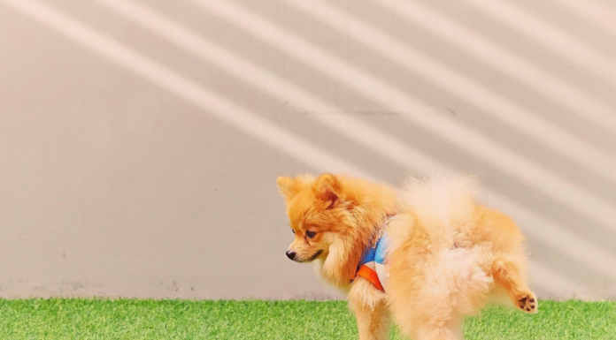 意外に多い?犬のオシッコトラブル 犬まとめ,犬,おしっこ