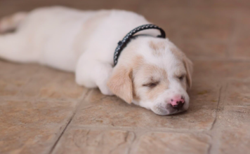 その床、滑りませんか?おススメ床対策! 犬まとめ,犬,床,おすすめ