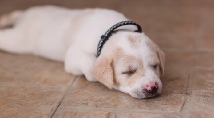 その床、滑りませんか?おススメ床対策! 犬まとめ,犬,床,おすすめ