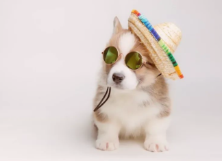 備えて安心!初夏のお散歩注意点 犬まとめ犬暑さ注意