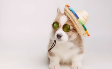 備えて安心!初夏のお散歩注意点 犬まとめ犬暑さ注意