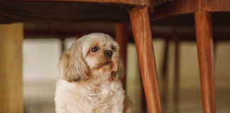 どんな時も一緒!愛犬と災害に備えよう 犬まとめ,犬,災害,避難