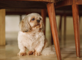 どんな時も一緒!愛犬と災害に備えよう 犬まとめ,犬,災害,避難